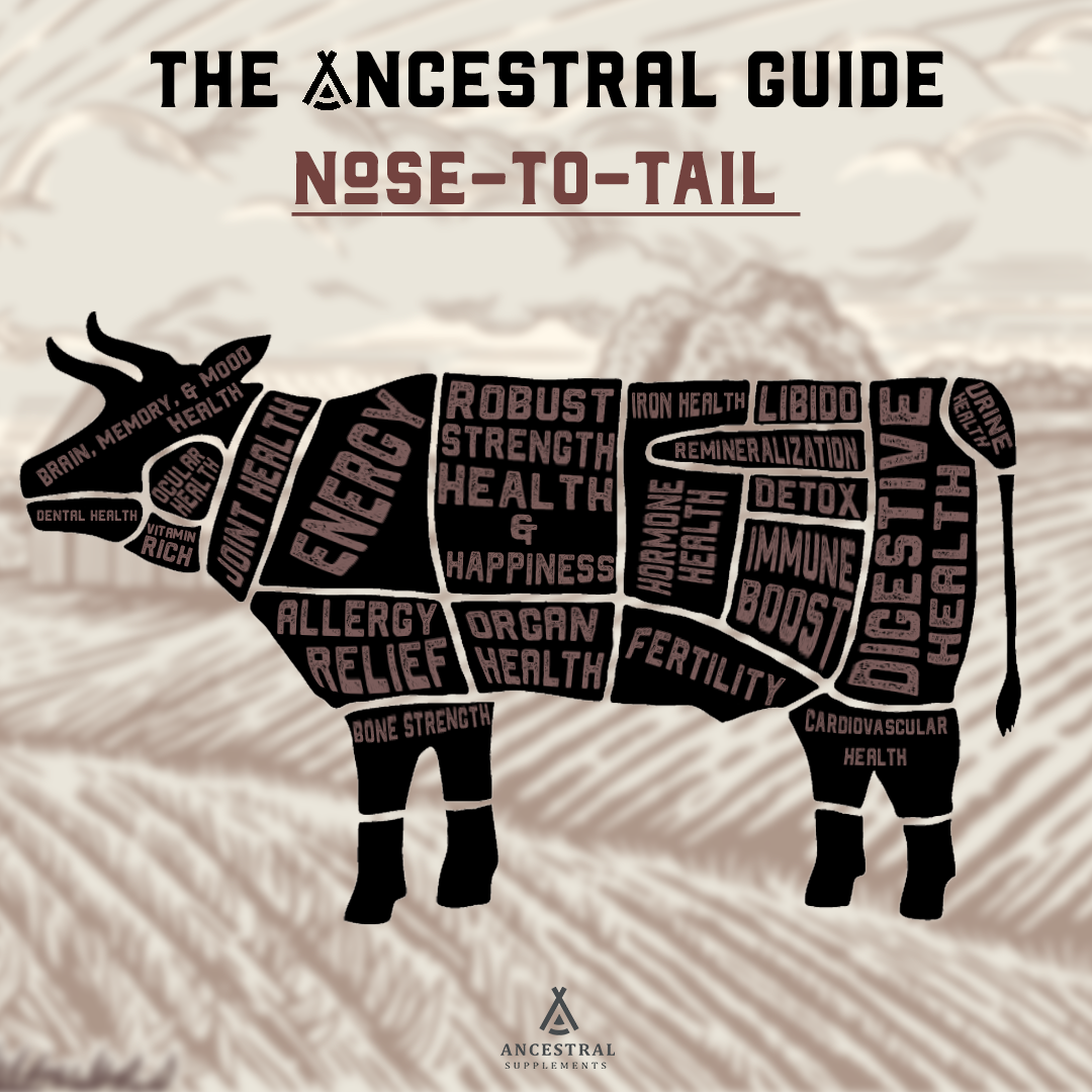 Ancestral Guide nose-to-tail educational social graphic built around a segmented cow illustration