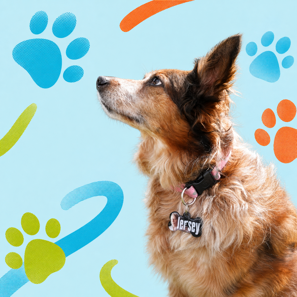 Jersey wearing a PawTAGS ID tag in a playful brand portrait